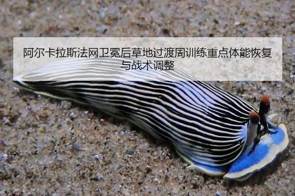 阿尔卡拉斯法网卫冕后草地过渡周训练重点体能恢复与战术调整